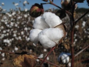 cotton growing