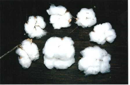 cotton boll