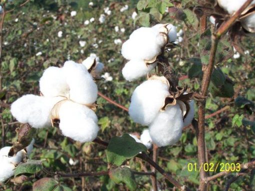 cotton-seeds-small-gardens