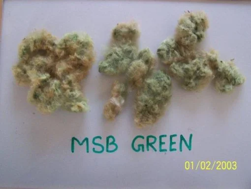 msb green cotton