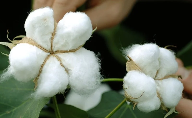 cotton plant